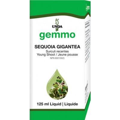 Sequoia gigantea - 125 ml